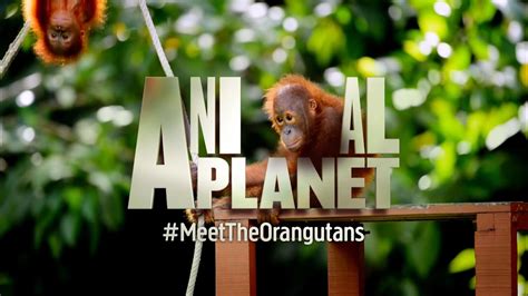 planet chanel|animal planet live today.